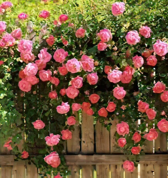 flower bush with pink flowers